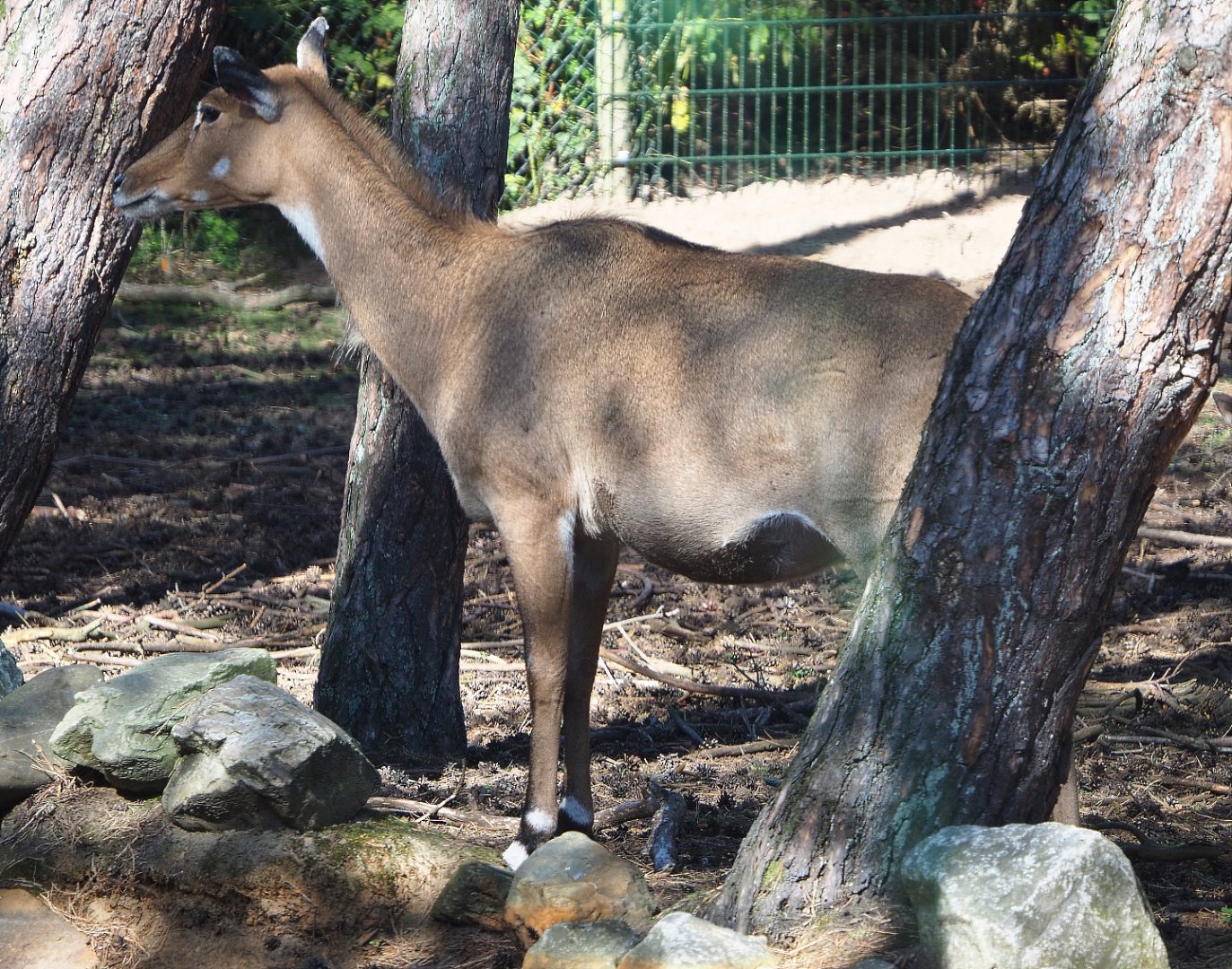 Nilgai (Boselaphus tragocamelus), 2019-09-15