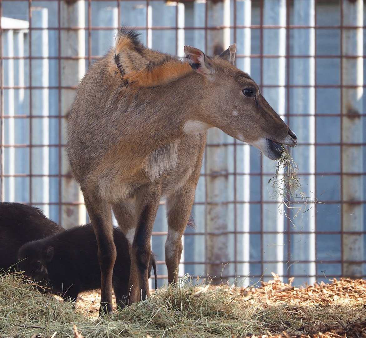 Nilgai (Boselaphus tragocamelus), 2023-04-30
