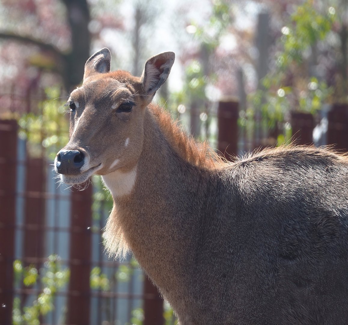 Nilgai (Boselaphus tragocamelus), 2023-04-30