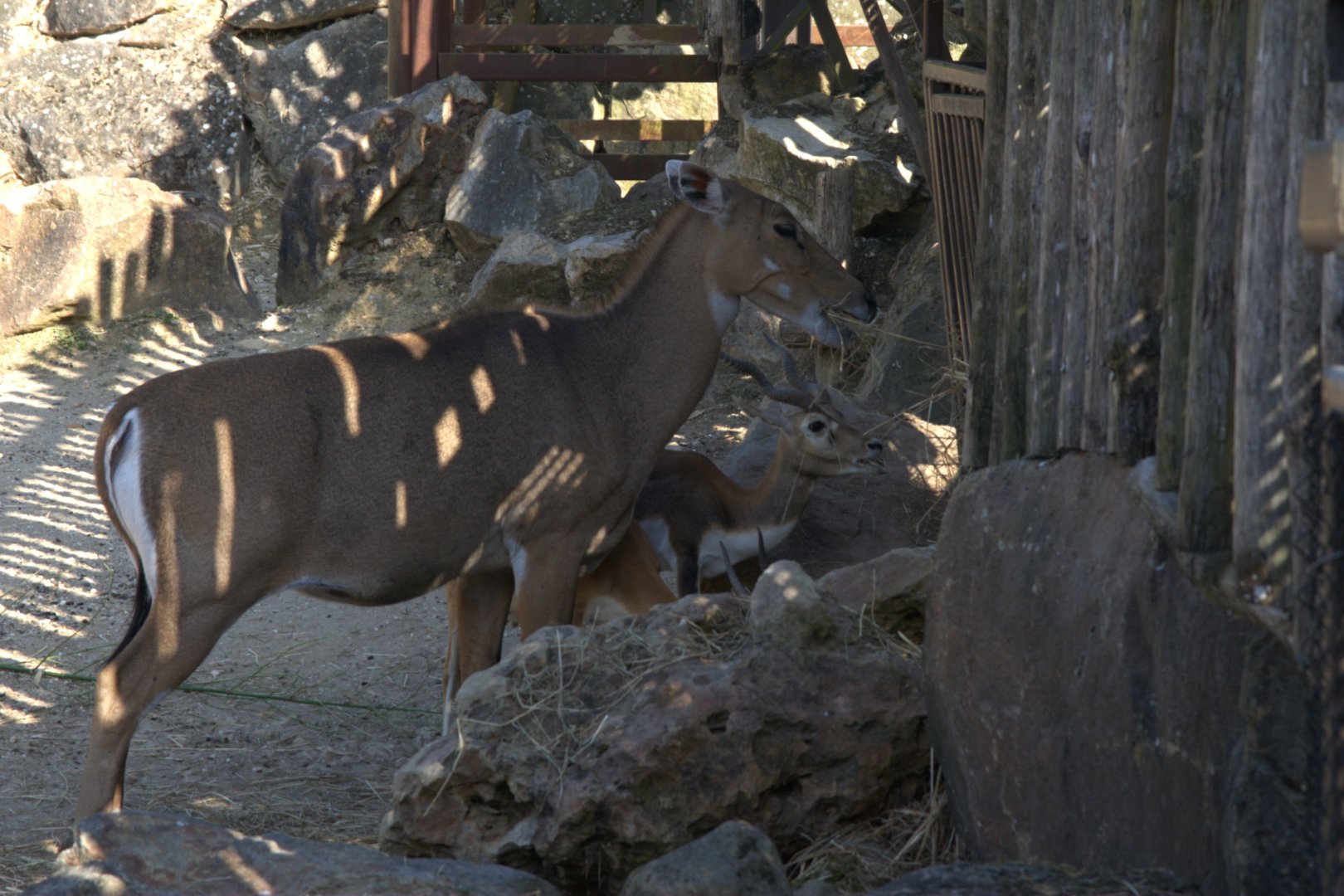 Nilgai (Boselaphus tragocamelus) and Blackbuck (Antilope cervicapra), 25-08-25