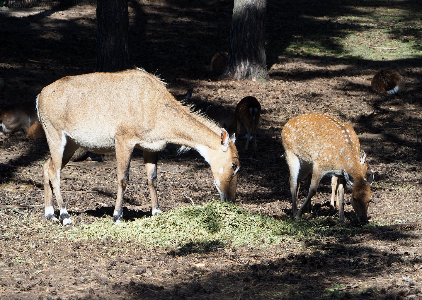 Nilgai (Boselaphus tragocamelus) and Vietnamese sika deer (Cervus nippon pseudaxis), 2019-09-15