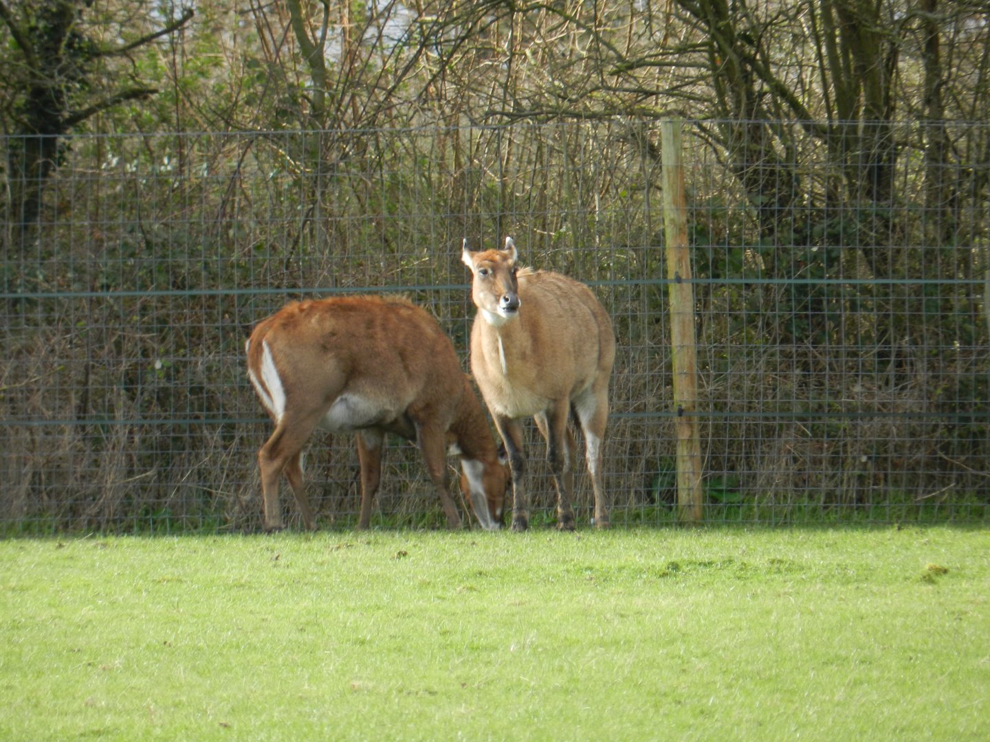 Nilgai (Boselaphus tragocamelus) at Hobbledown Adventure Farm Park and Zoo, England