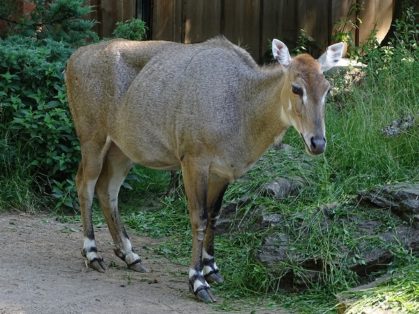 Nilgai (Boselaphus tragocamelus) female (07/22)