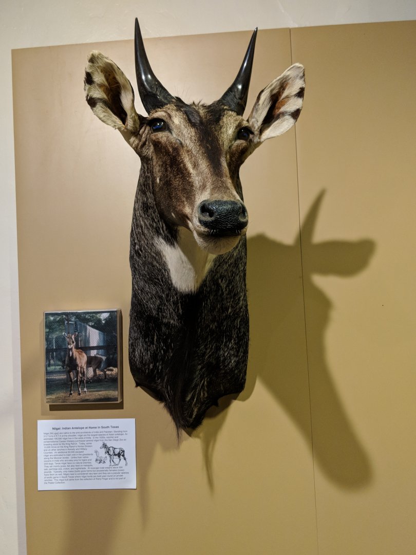 Nilgai (Boselaphus tragocamelus) head mount