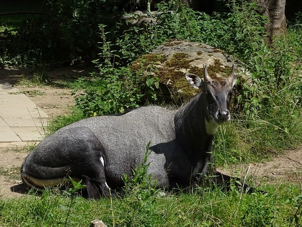 Nilgai (Boselaphus tragocamelus) male (07/22)