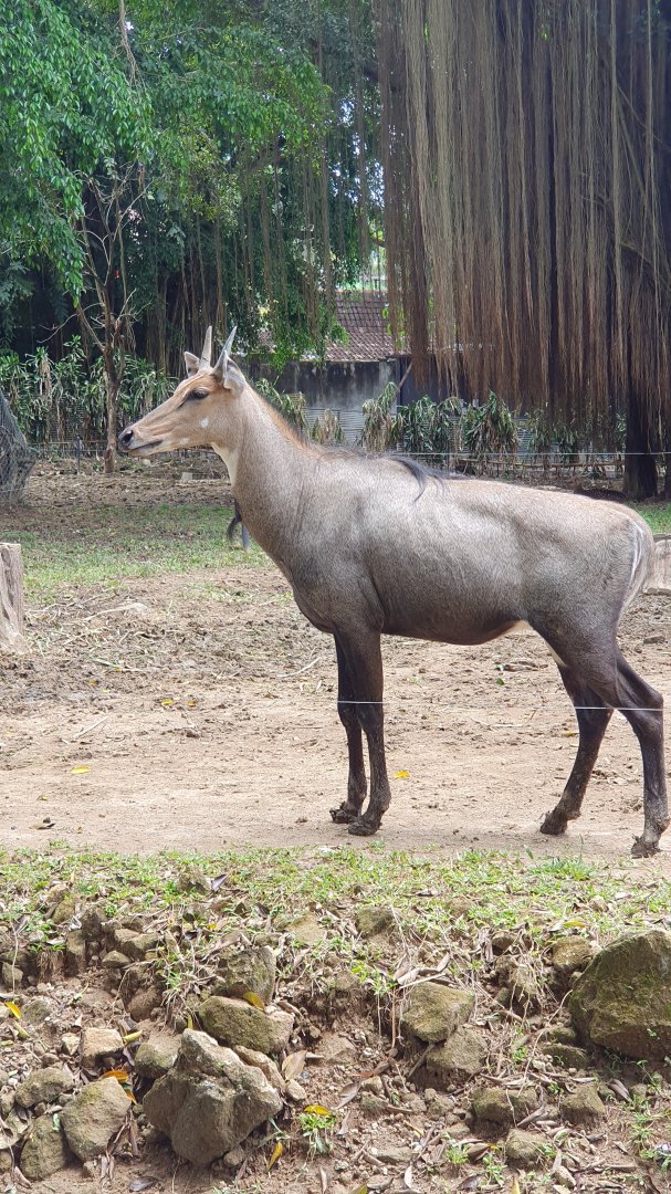 Nilgai (Boselaphus tragocamelus) - Solo Safari