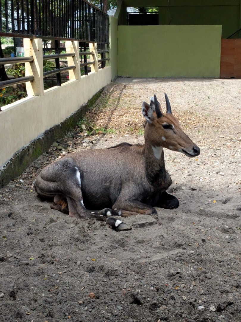 Nilgai (Boselaphus tragocamelus) - Taru Jurug zoo