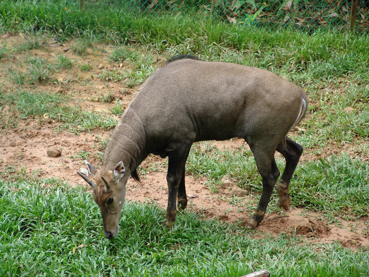 Nilgai (Boselaphus tragocamelus)