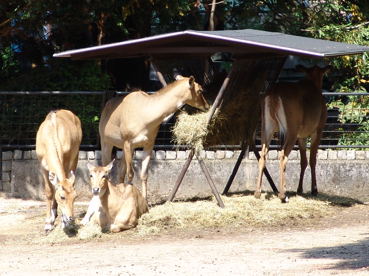 Nilgai (Boselaphus tragocamelus)