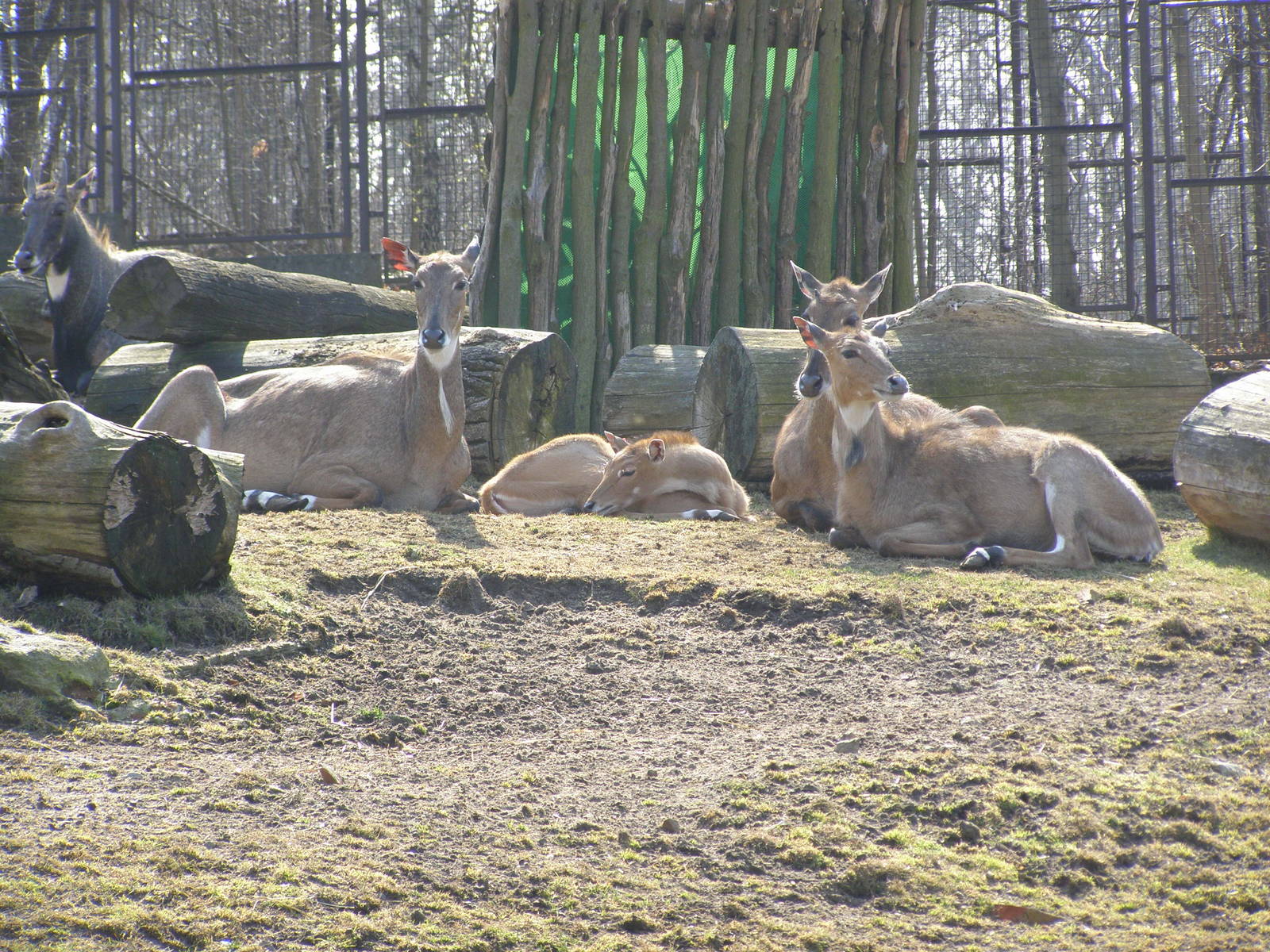 nilgai (Boselaphus tragocamelus)