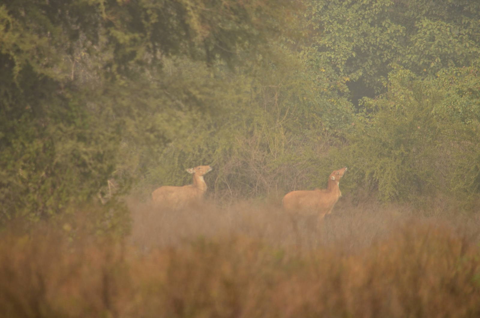 Nilgai (Boselaphus tragocamelus)