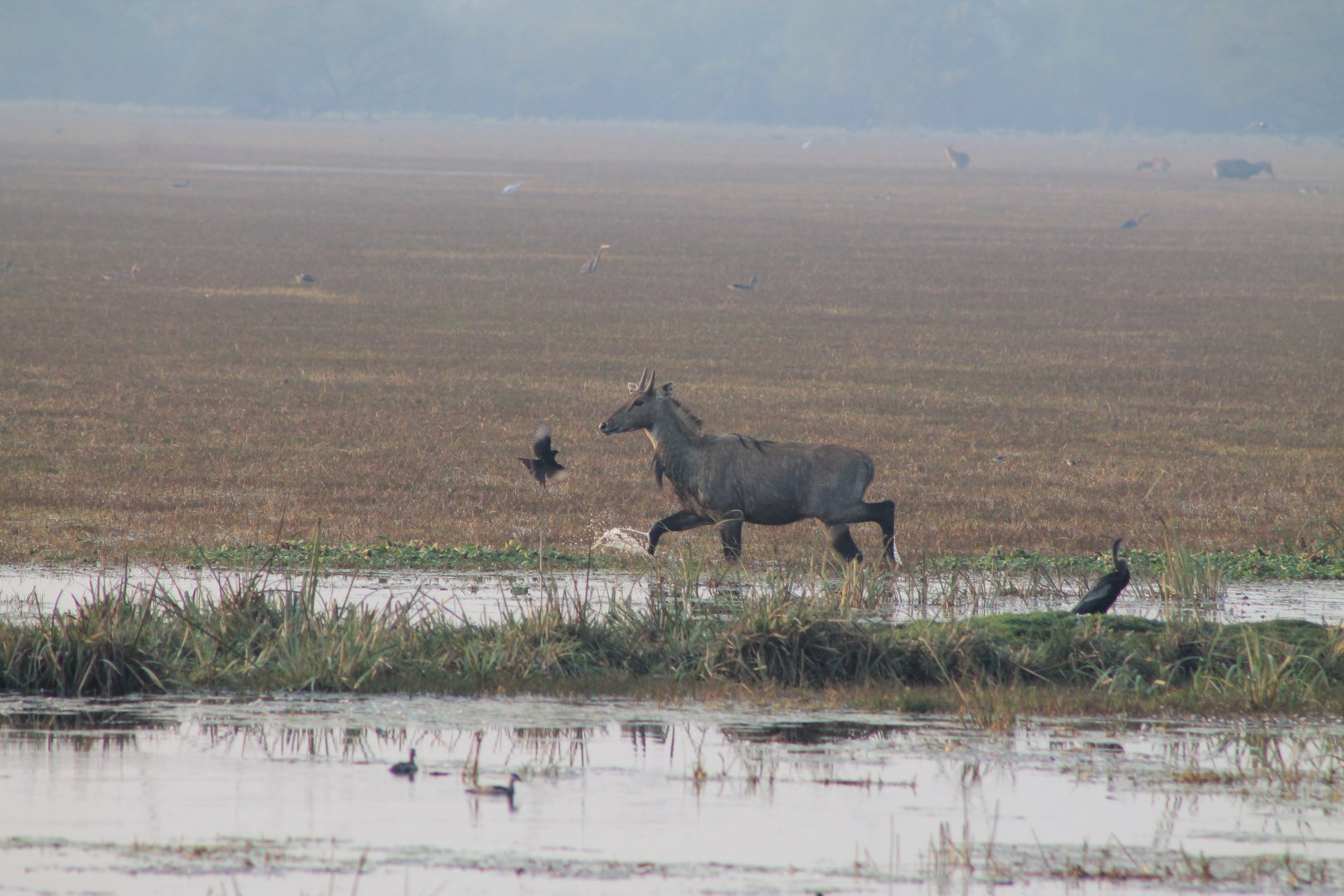 Nilgai (Boselaphus tragocamelus)