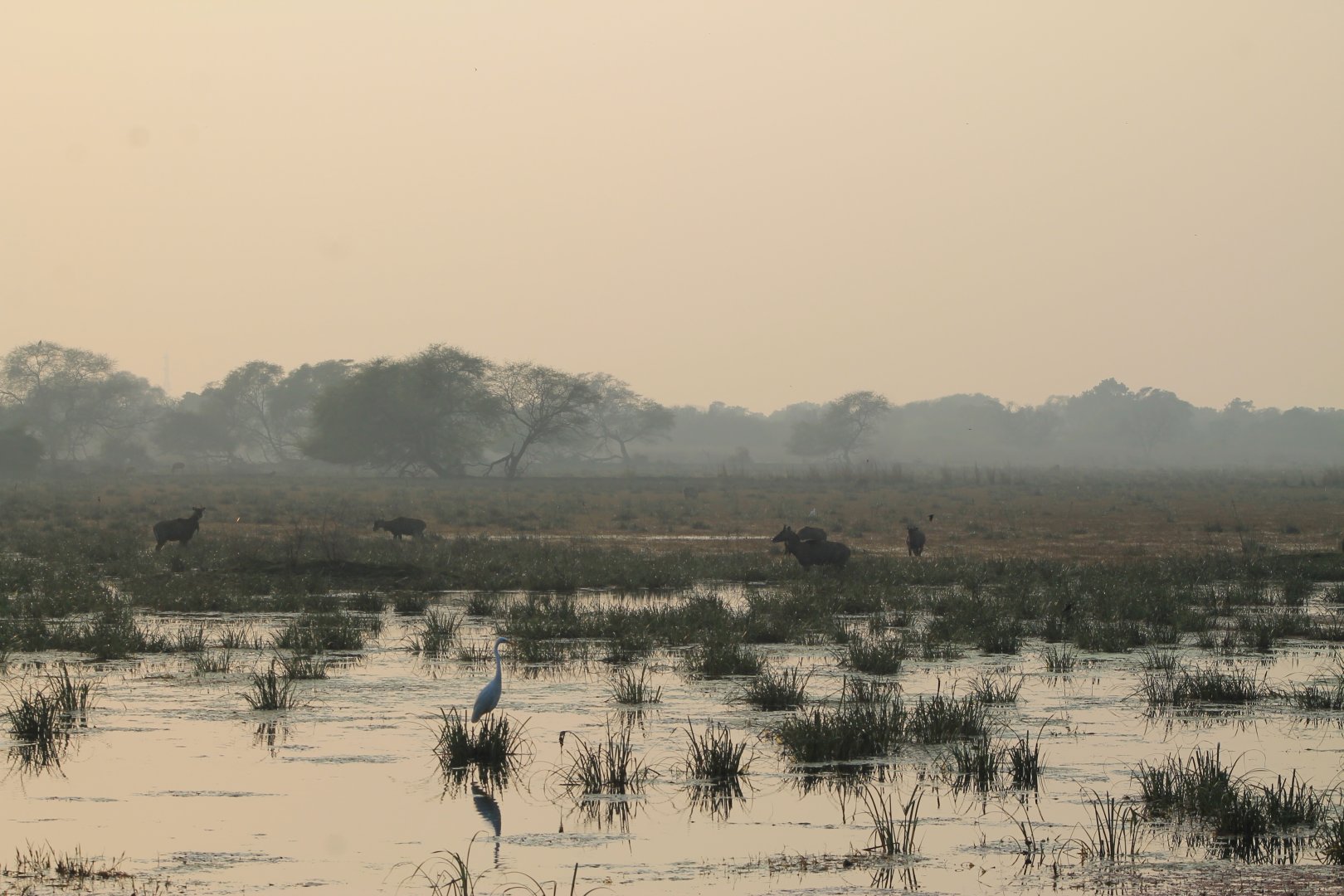 Nilgai (Boselaphus tragocamelus)