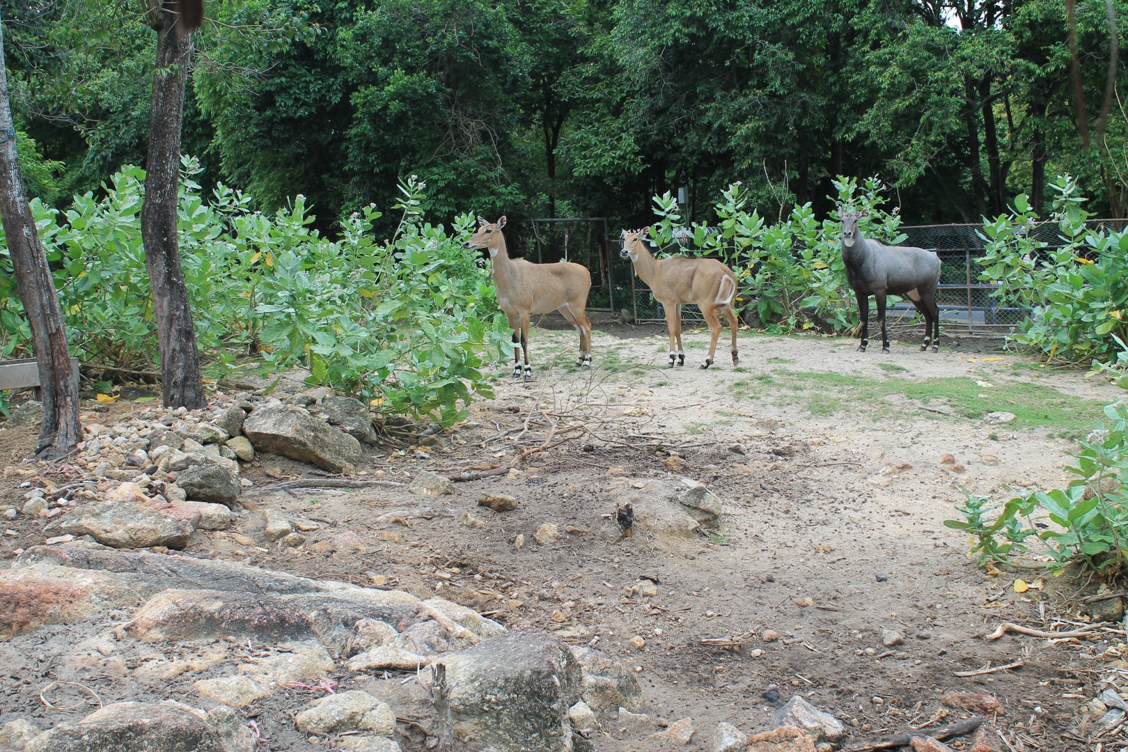 Nilgai (Boselaphus tragocamelus)