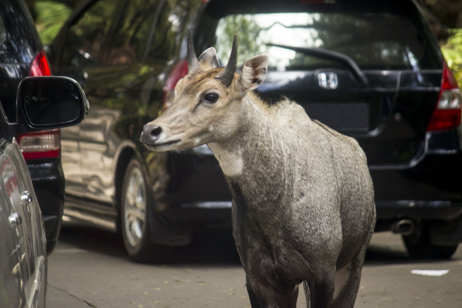 Nilgai, Boselaphus tragocamelus