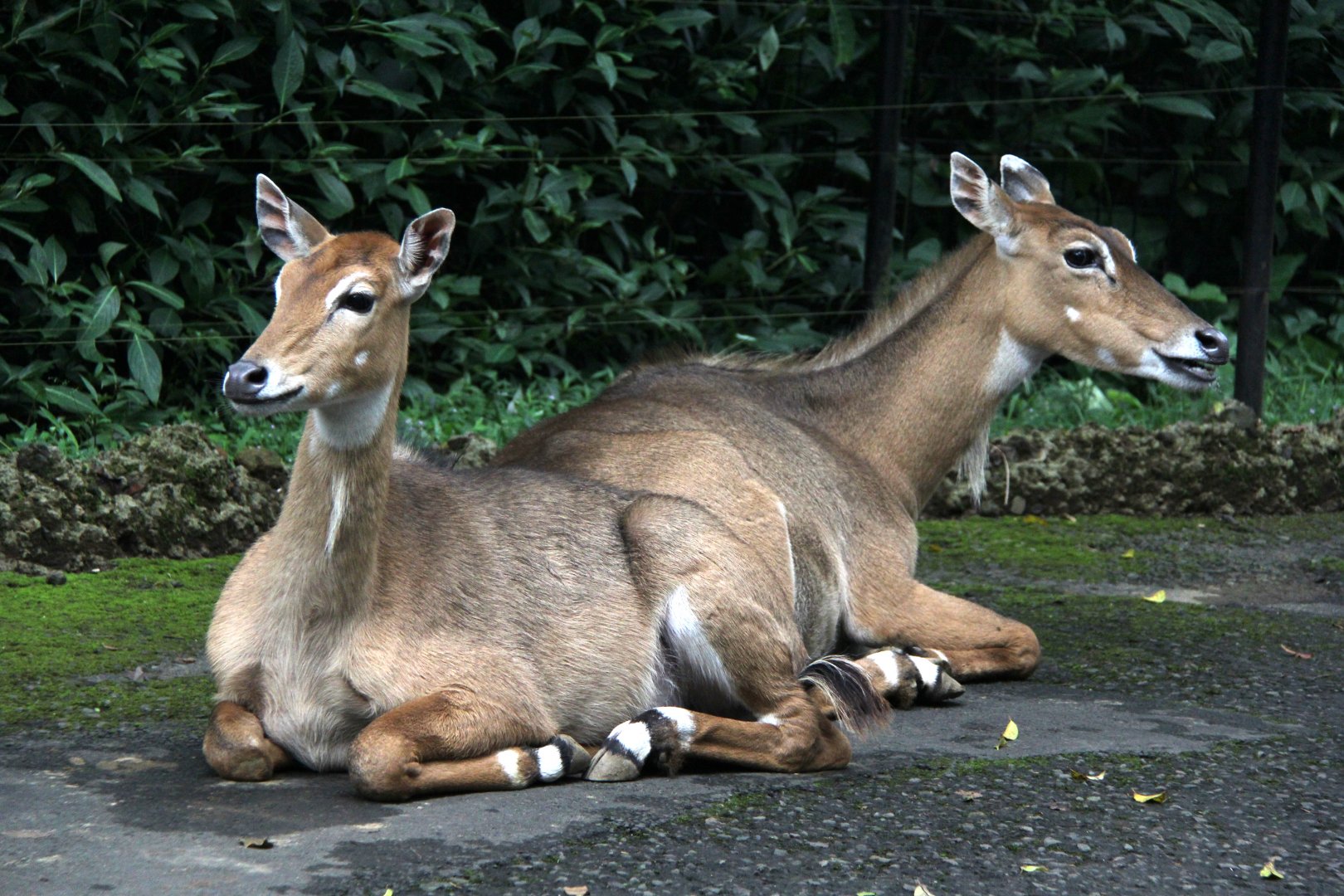 nilgai (Boselaphus tragocamelus)