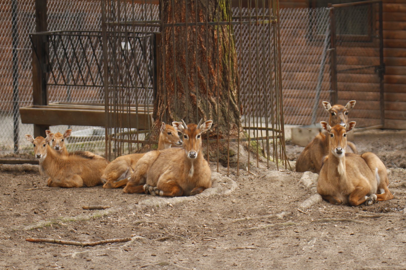 Nilgai (Boselaphus tragocamelus)