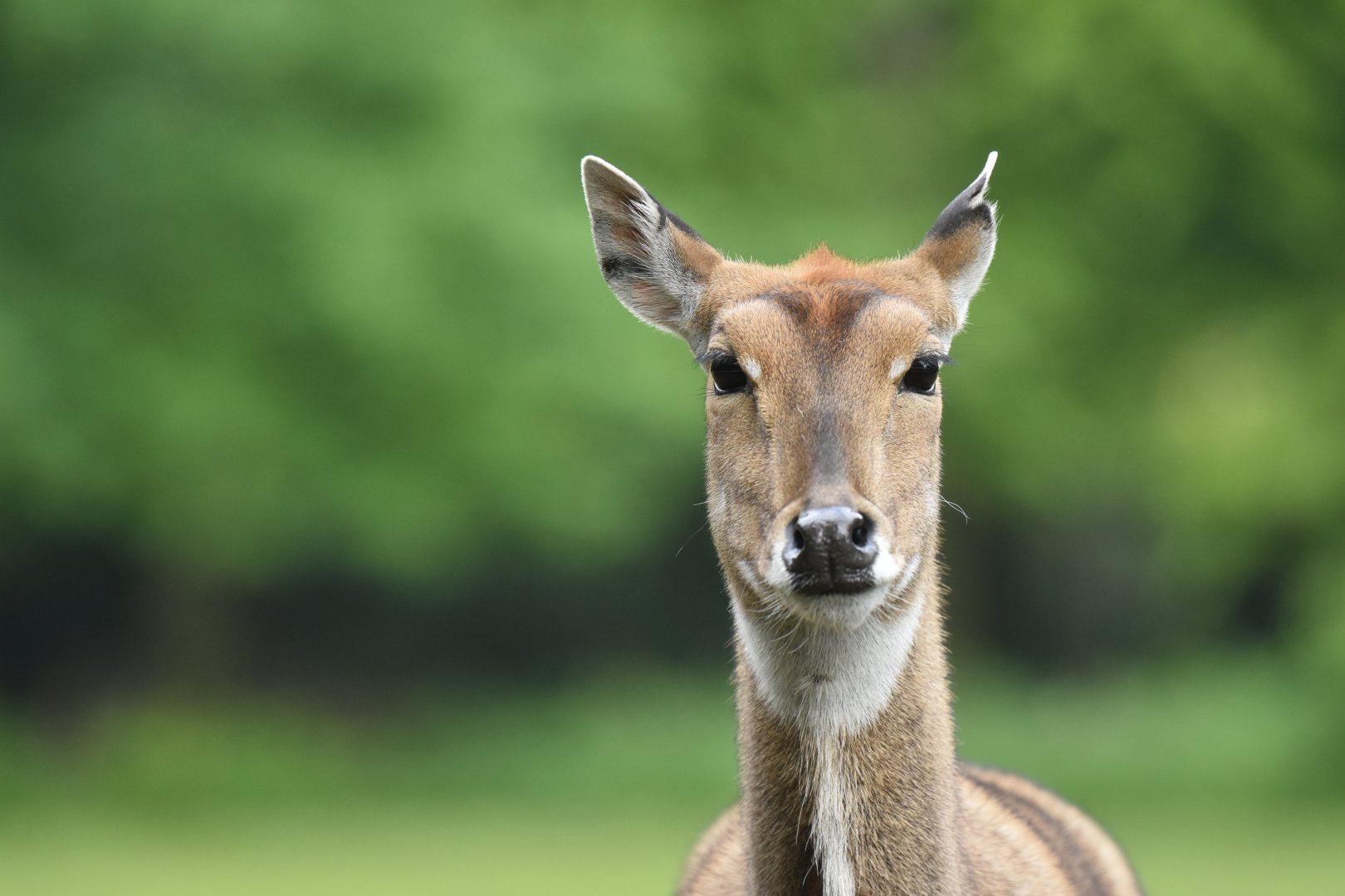 Nilgai (Boselaphus tragocamelus)