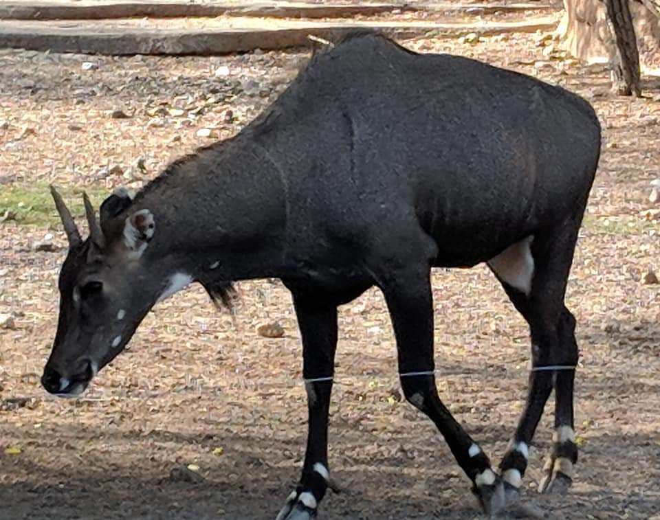 Nilgai (Boselaphus tragocamelus)