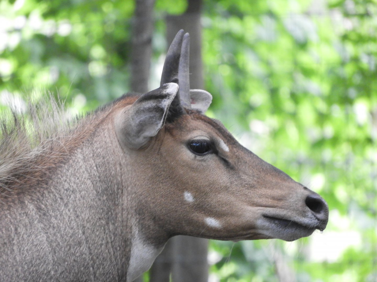 Nilgai (Boselaphus tragocamelus)