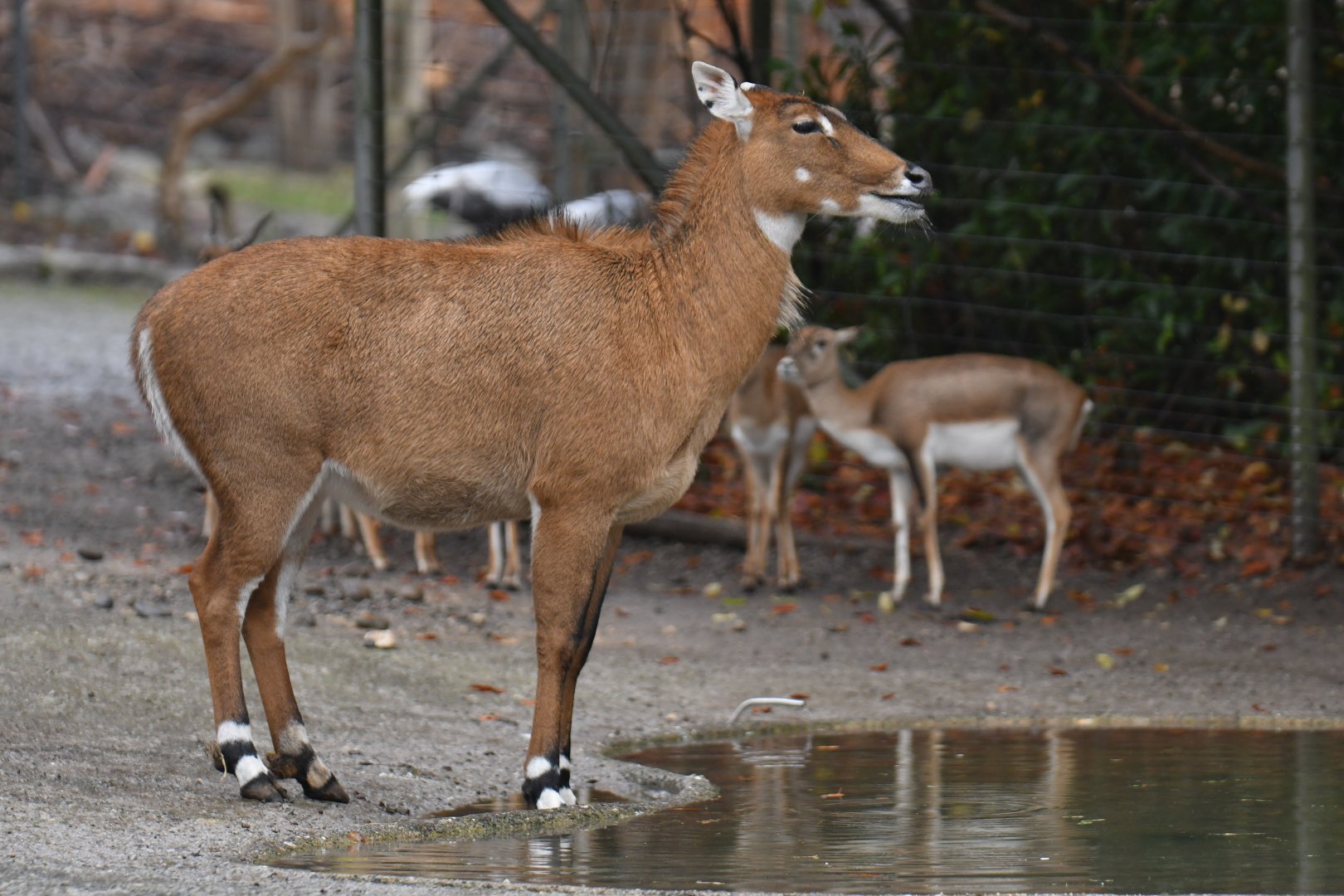 Nilgai (Boselaphus tragocamelus)