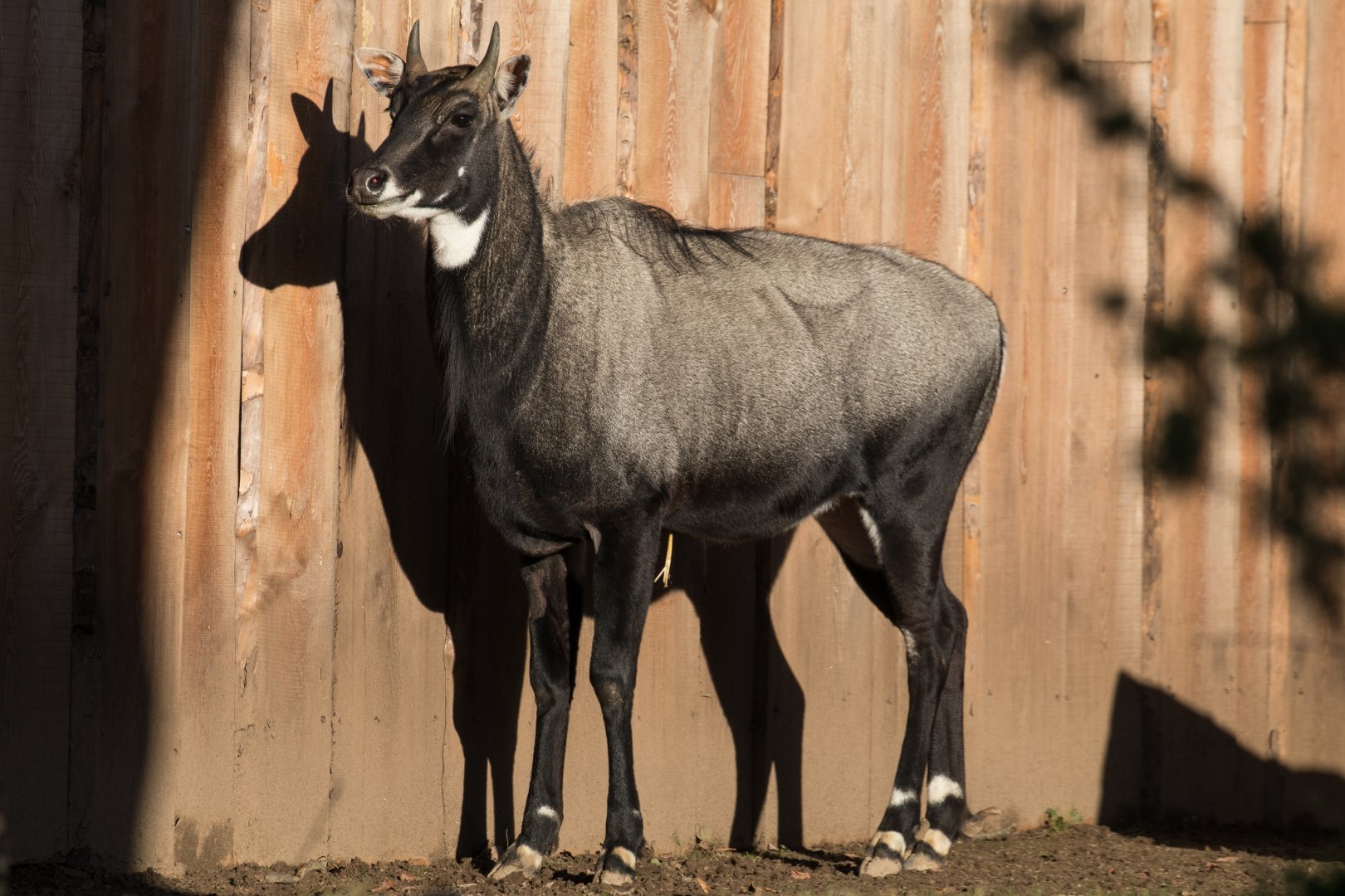 Nilgai (Boselaphus tragocamelus)