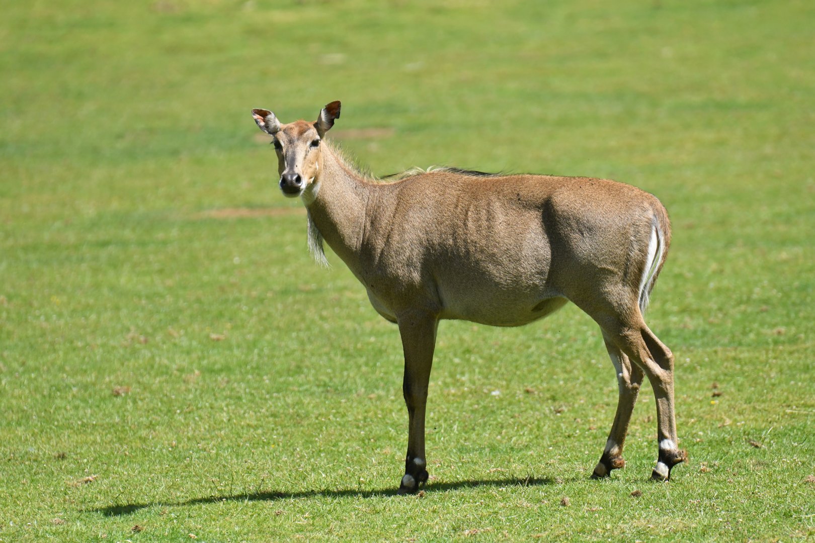Nilgai (Boselaphus tragocamelus)
