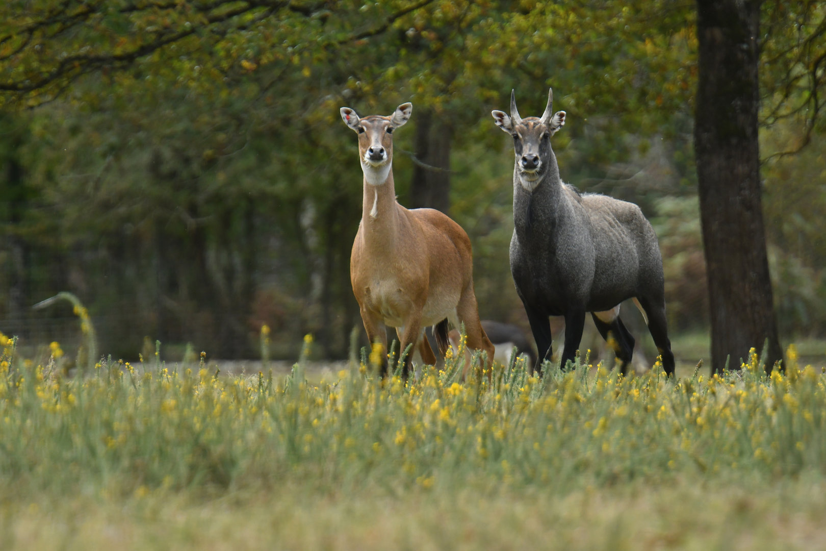 Nilgai (Boselaphus tragocamelus)