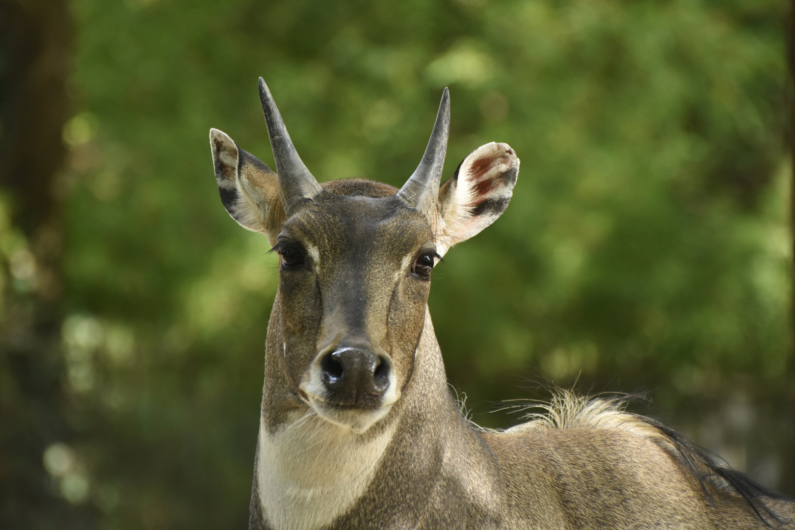 Nilgai (Boselaphus tragocamelus)