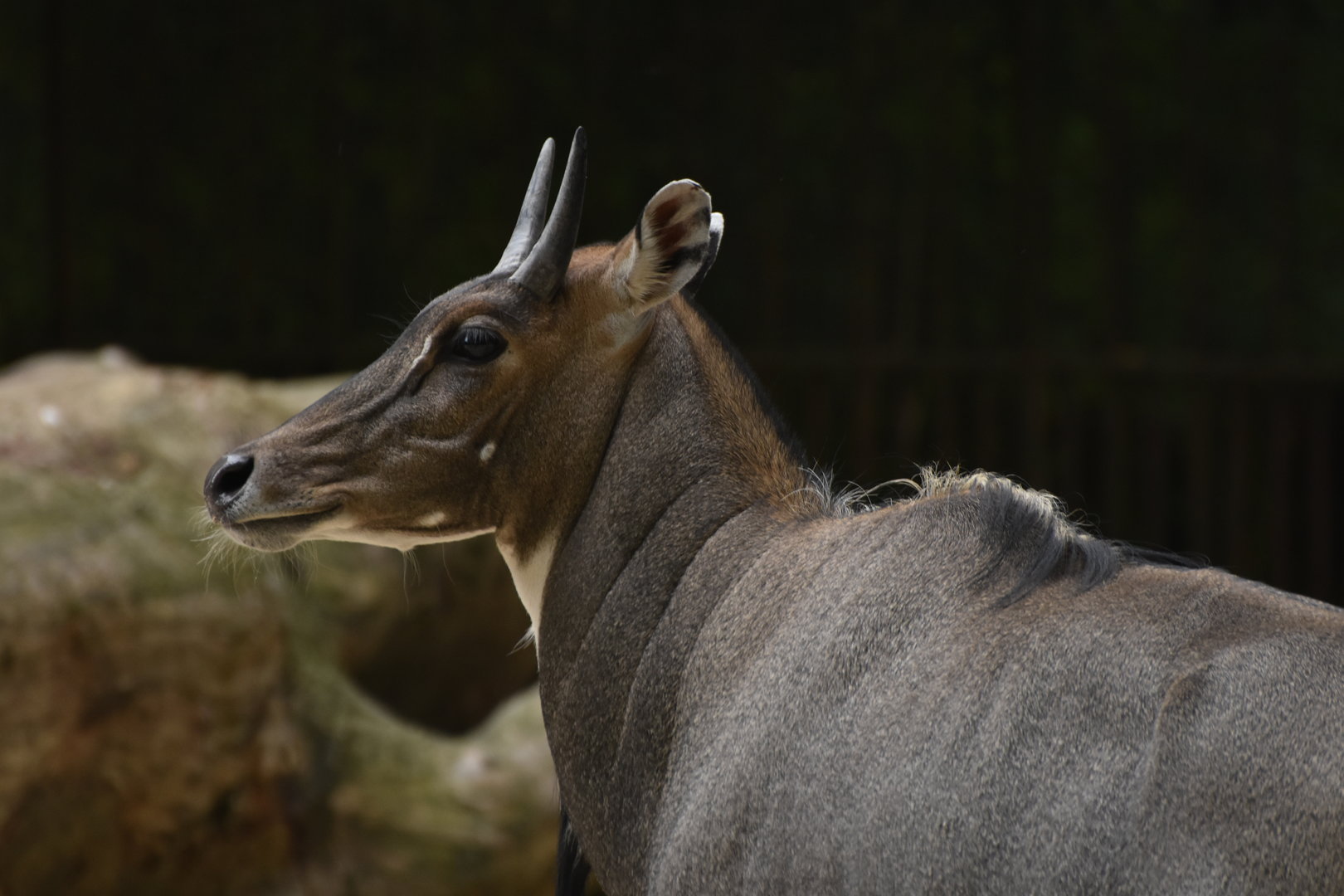 Nilgai (Boselaphus tragocamelus)