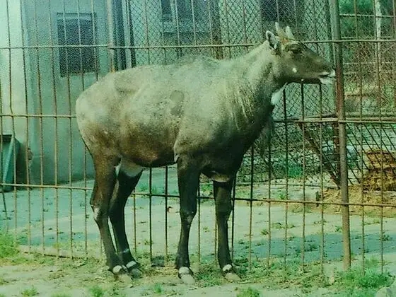 Nilgai（Boselaphus Tragocamelus）