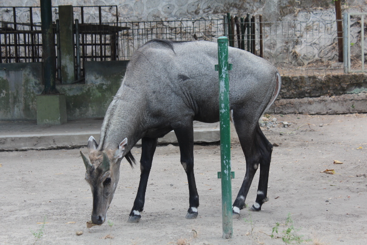Nilgai (Boselaphus tragocamelus)