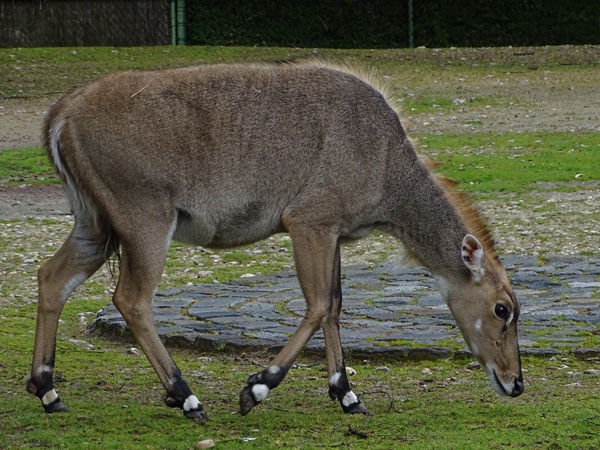 Nilgai (Boselaphus tragocamelus)