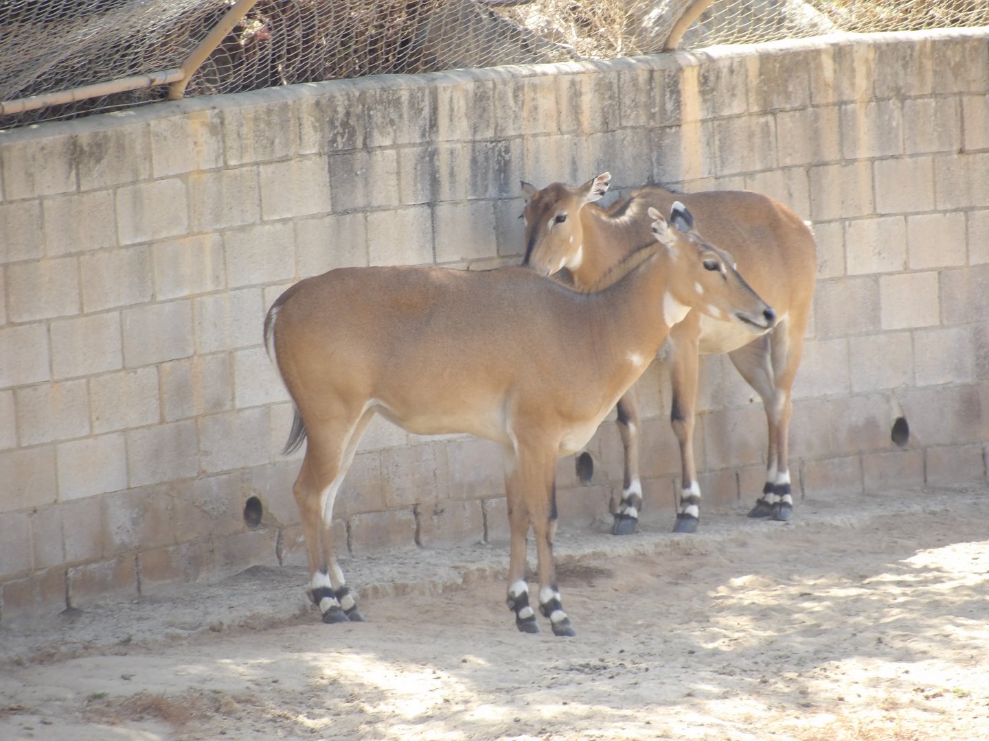 Nilgai(Boselaphus tragocamelus)