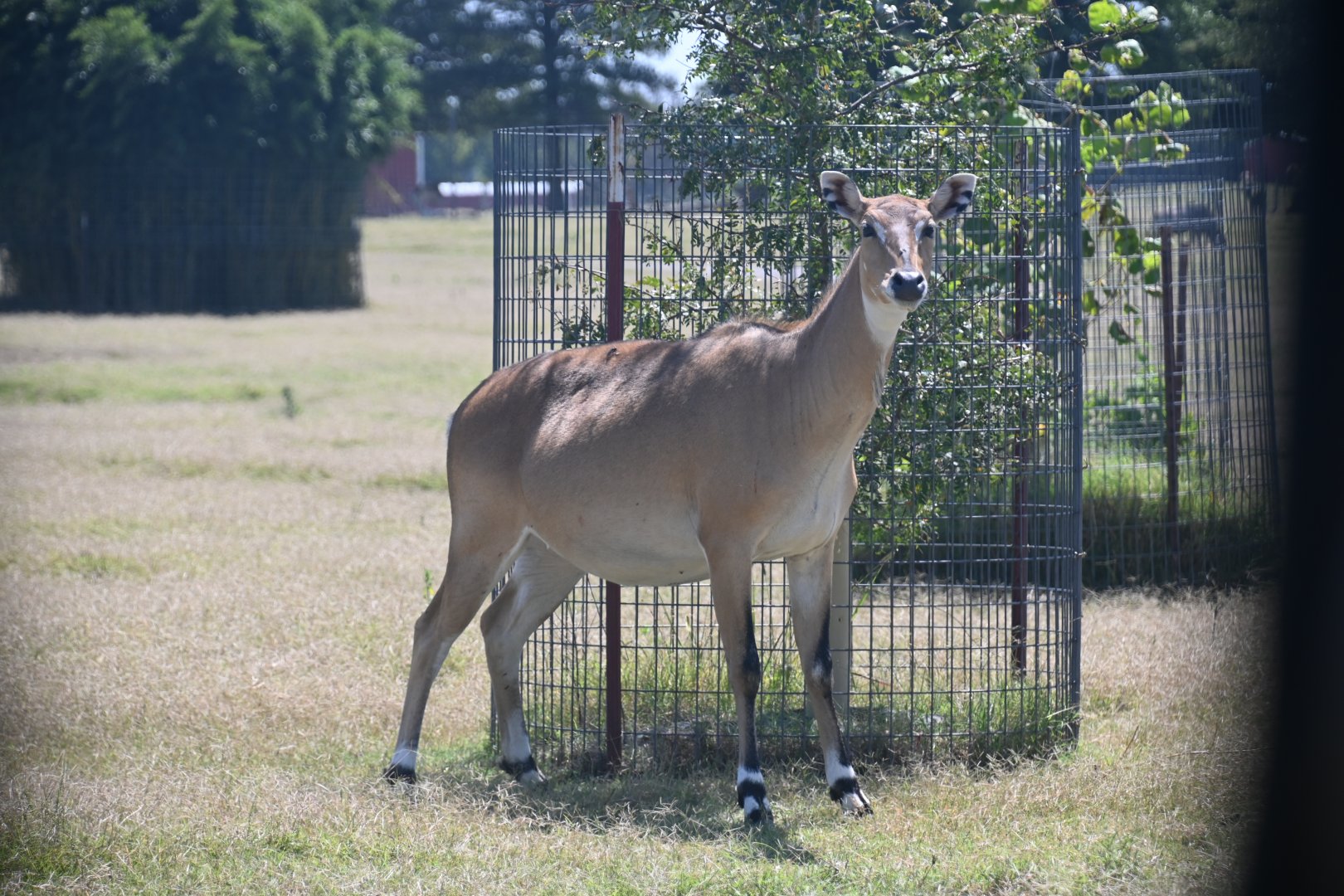 Nilgai (Boselaphus tragocamelus)