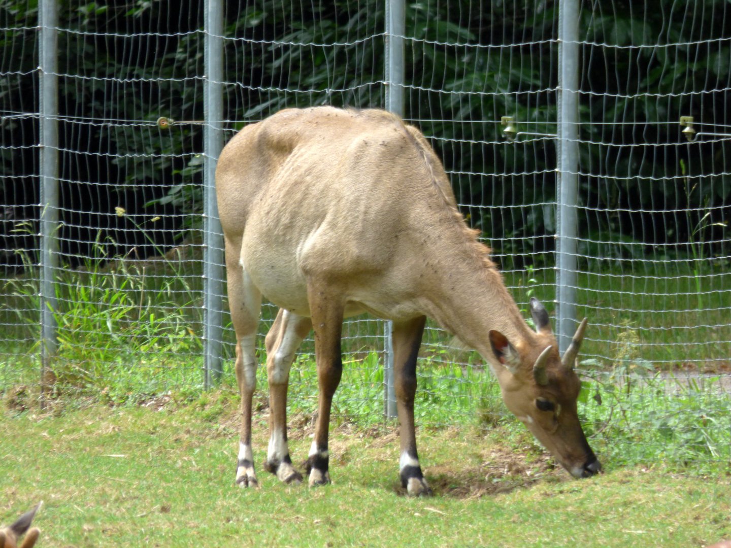 Nilgai (Boselaphus tragocamelus)