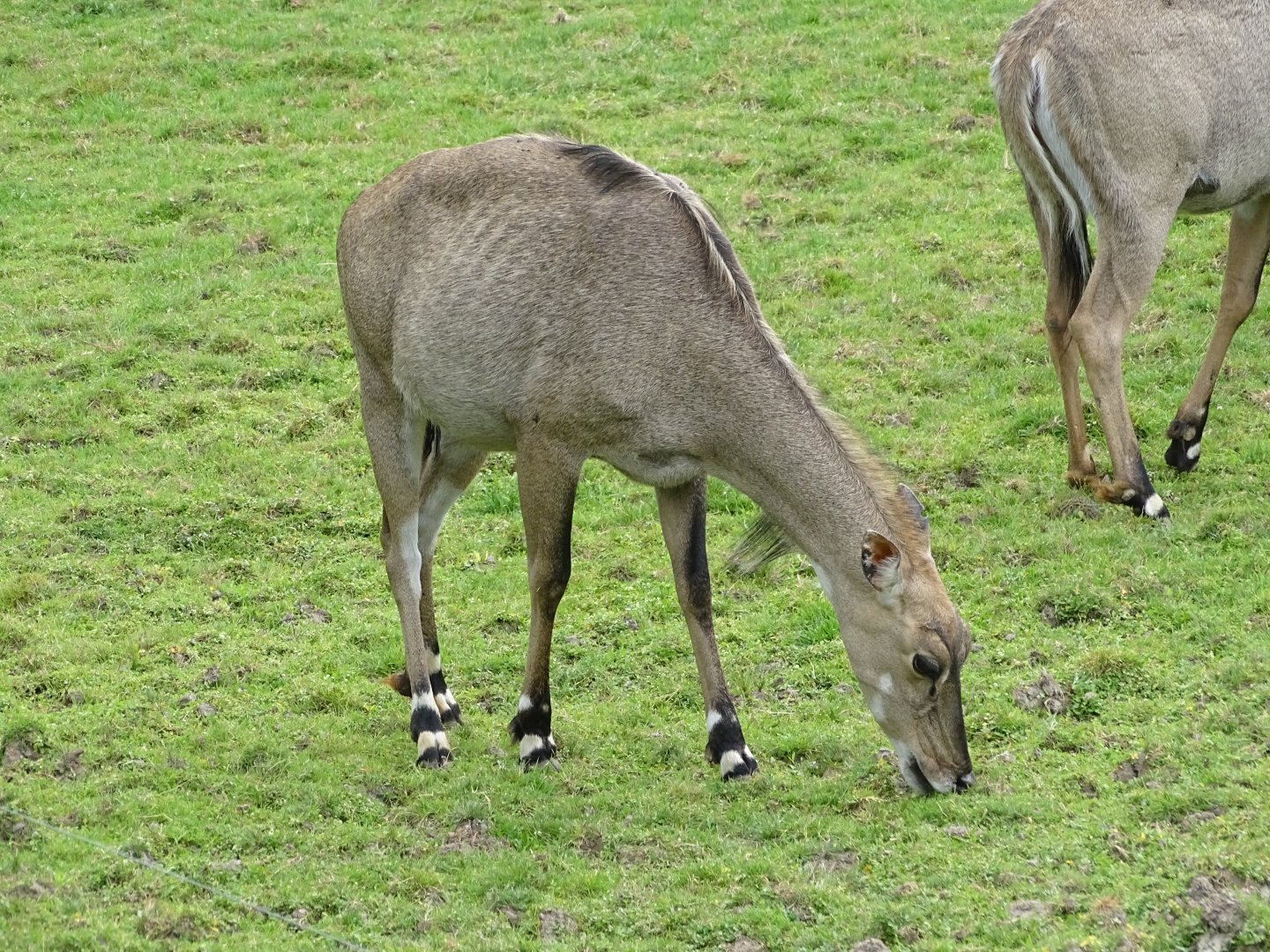 Nilgai (Boselaphus tragocamelus)