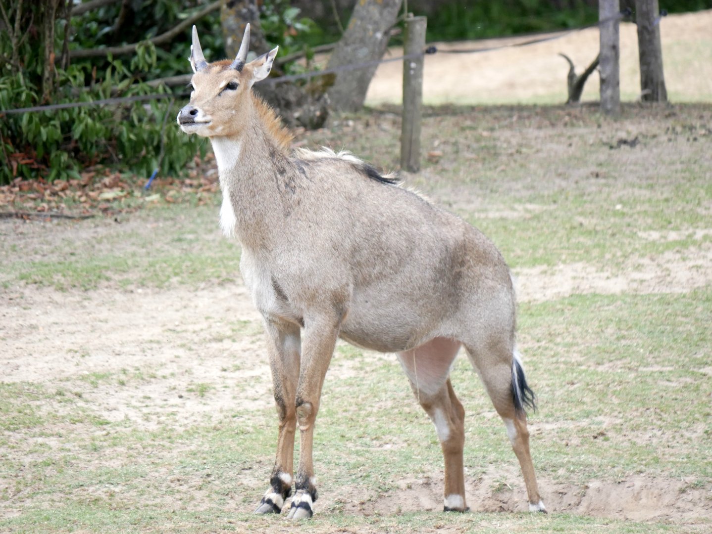 Nilgai (Boselaphus tragocamelus)