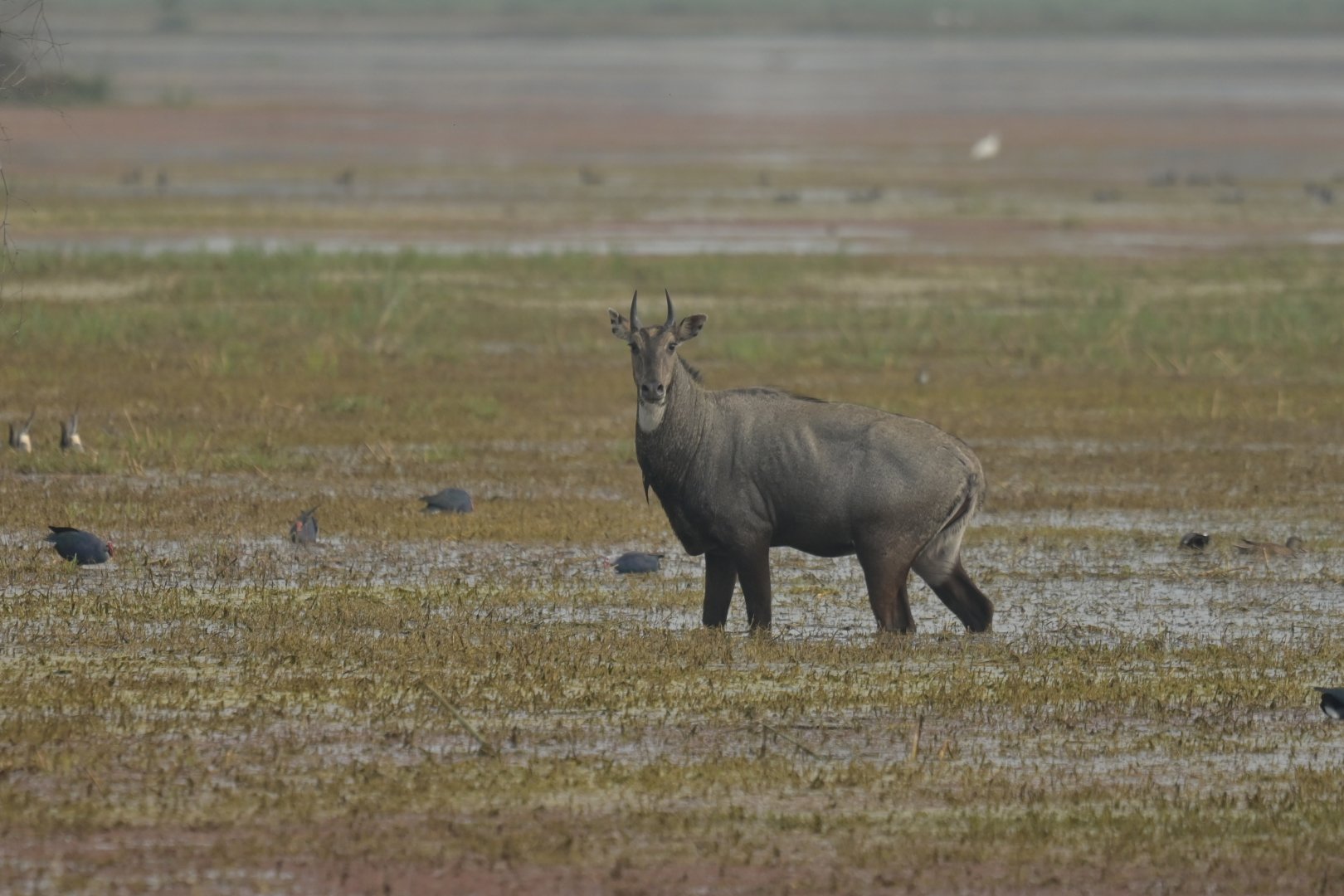 Nilgai Boselaphus tragocamelus