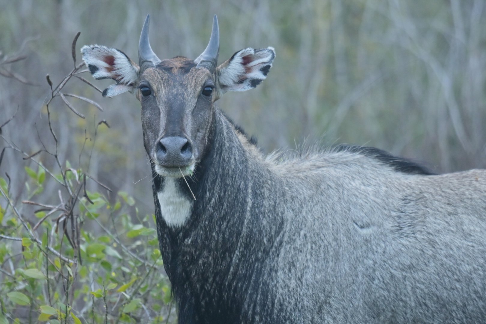 Nilgai Boselaphus tragocamelus