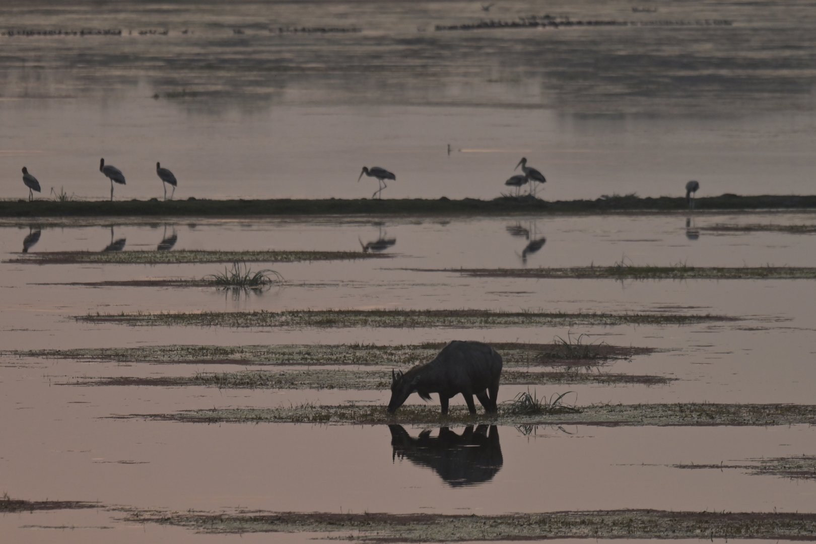 Nilgai Boselaphus tragocamelus