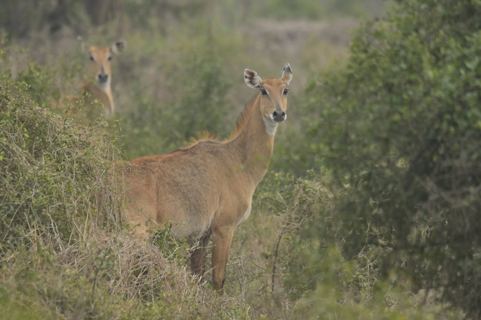 Nilgai Boselaphus tragocamelus