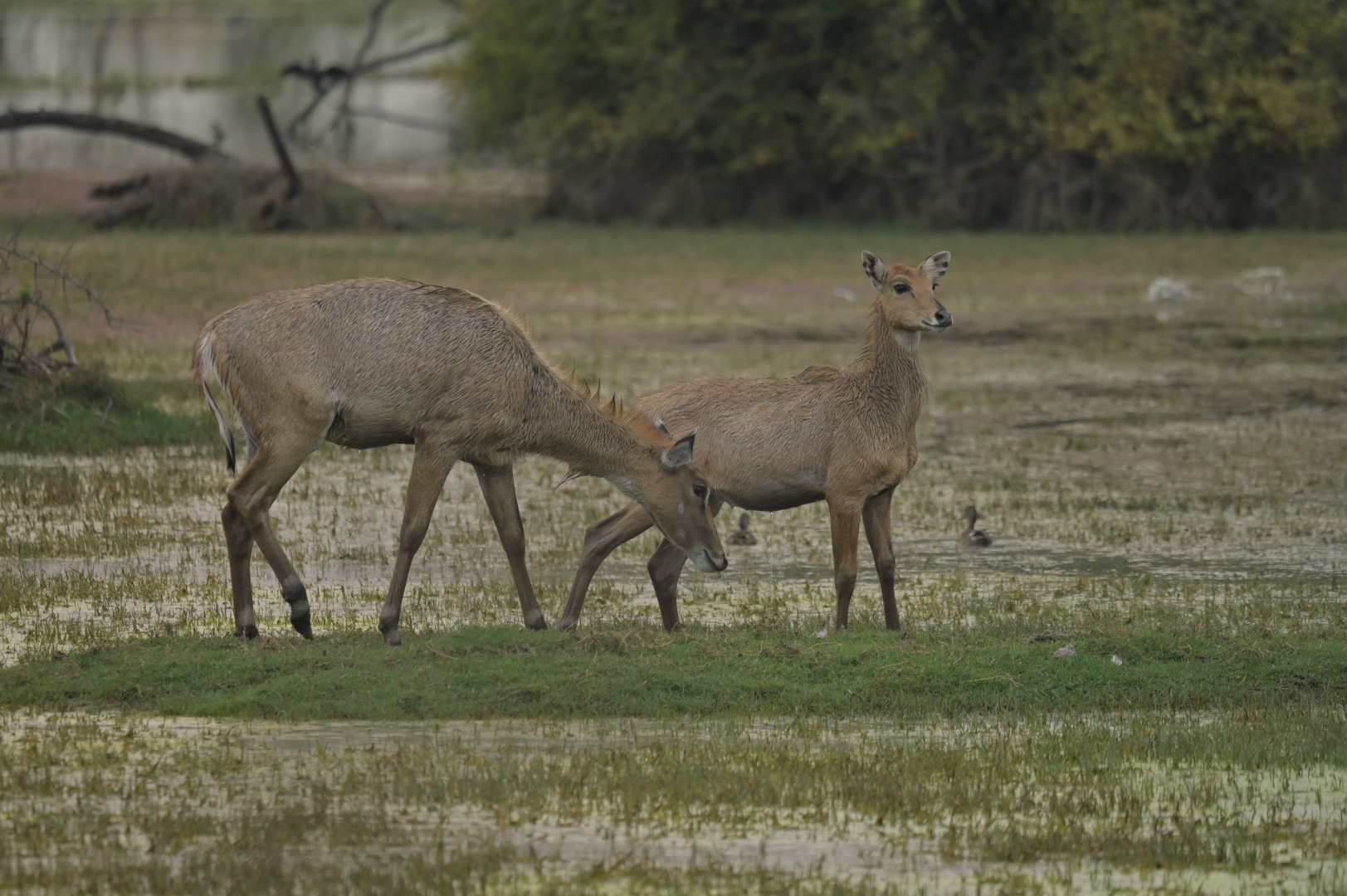 Nilgai Boselaphus tragocamelus