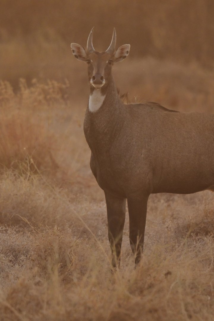 Nilgai Boselaphus tragocamelus