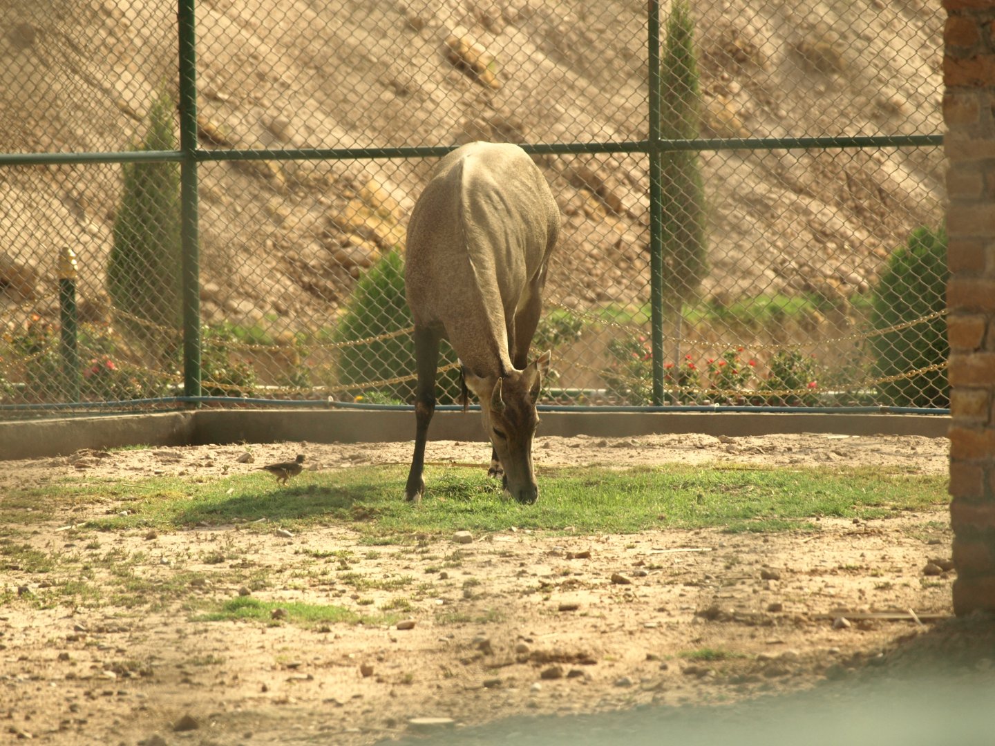 Nilgai bull - Peshawar Zoo 22/7/2018