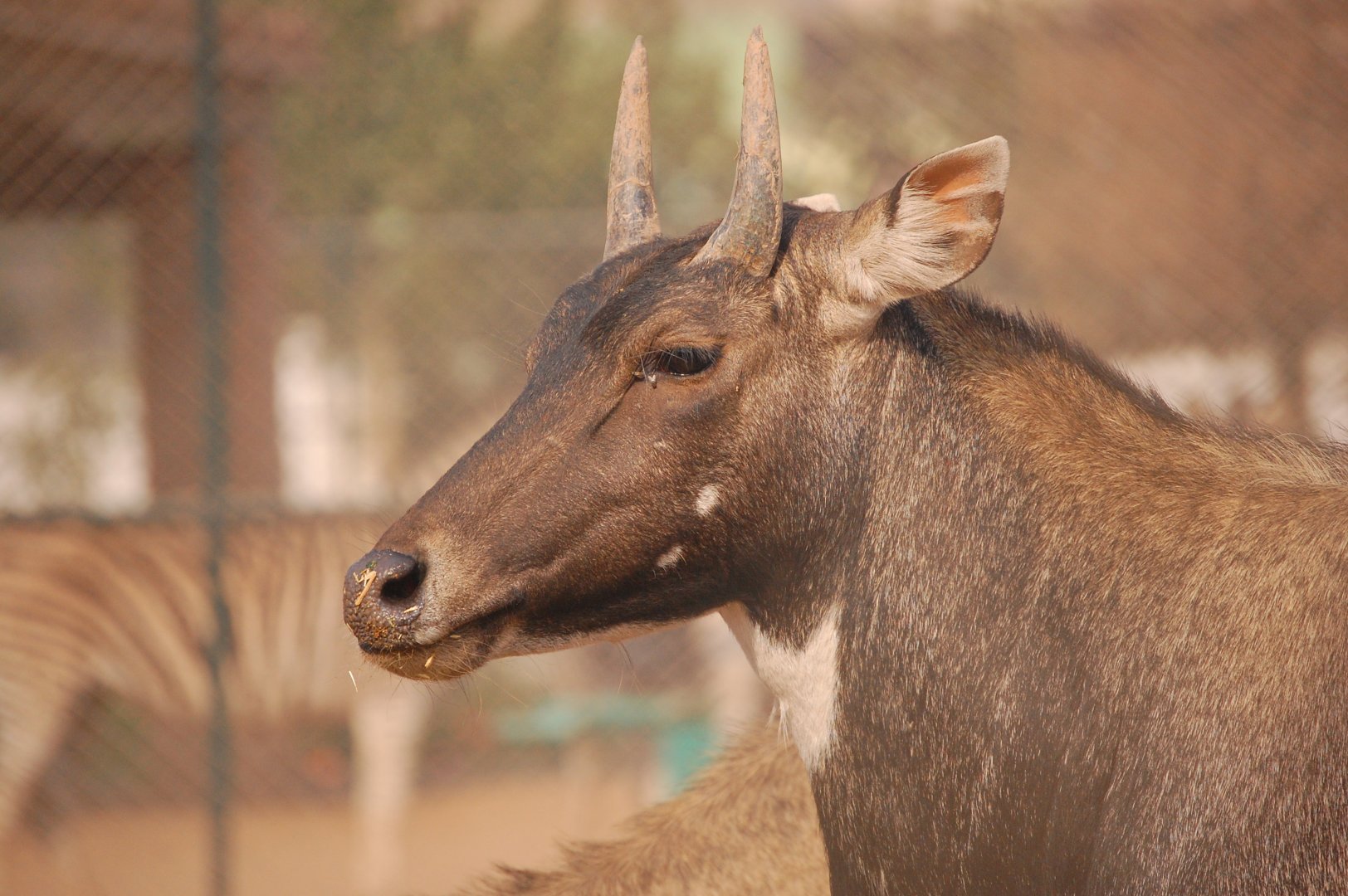 Nilgai bull - Peshawar zoo 8/12/2018