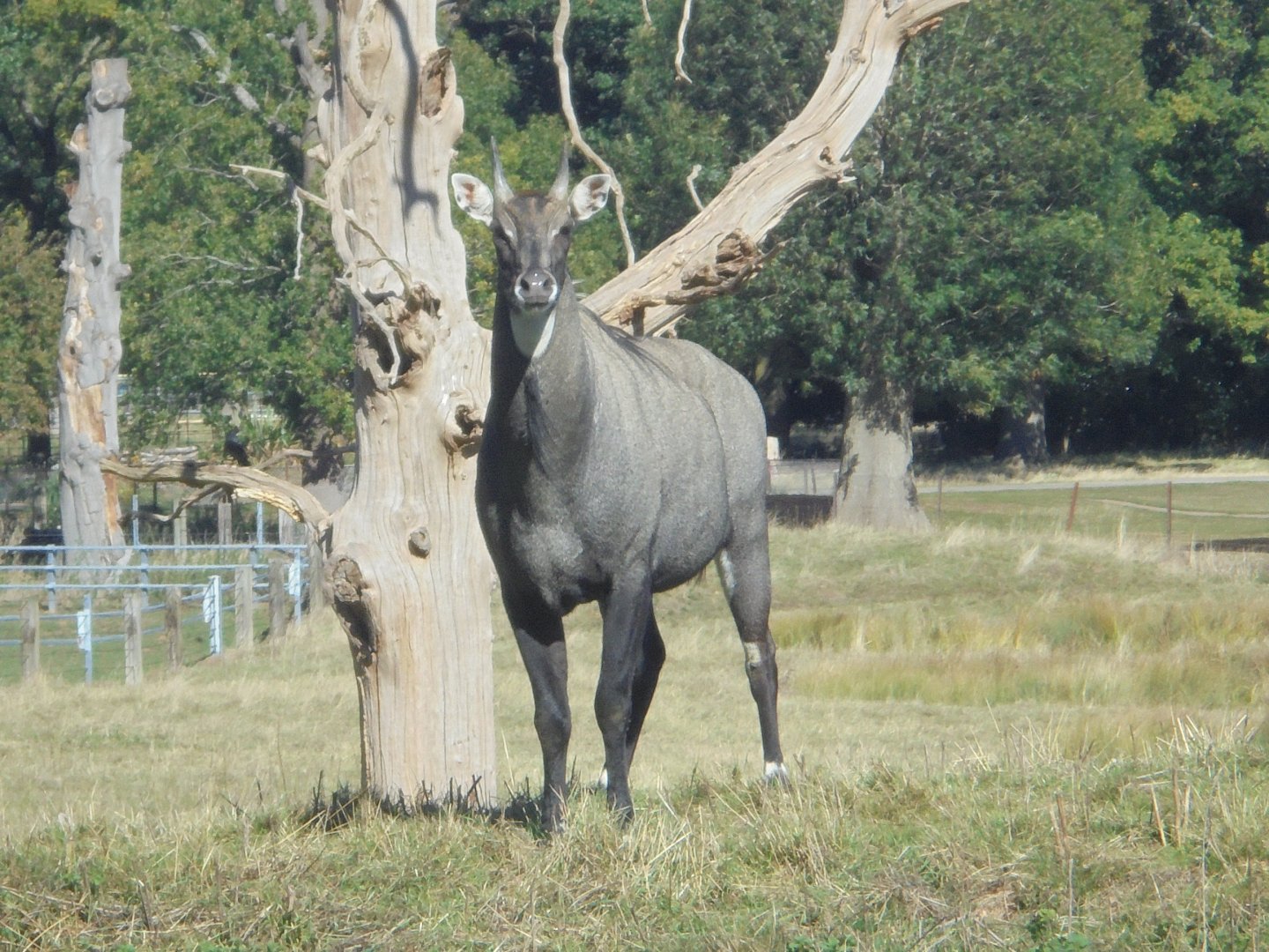 Nilgai bull.