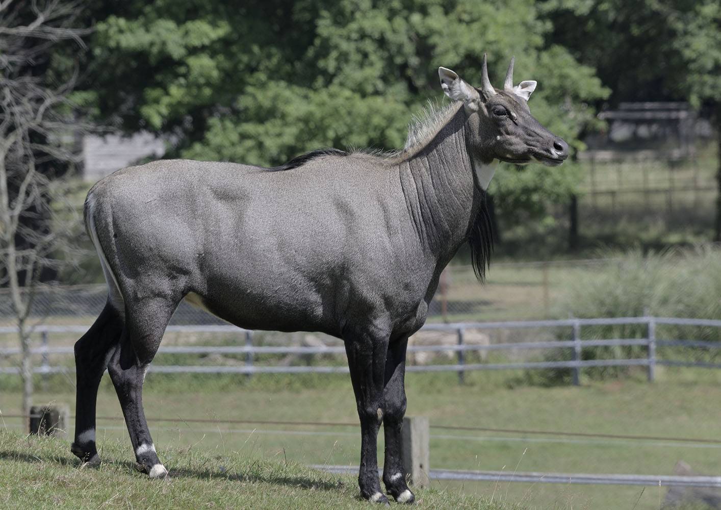 Nilgai bull