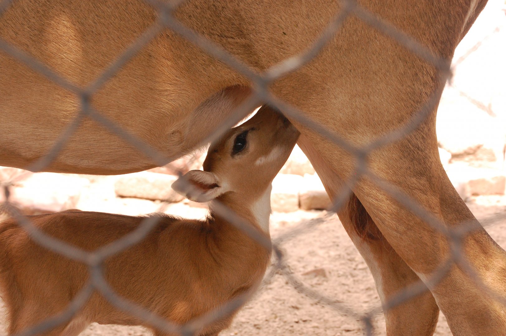 Nilgai calf feeding - Lahore zoo 8/9/2021