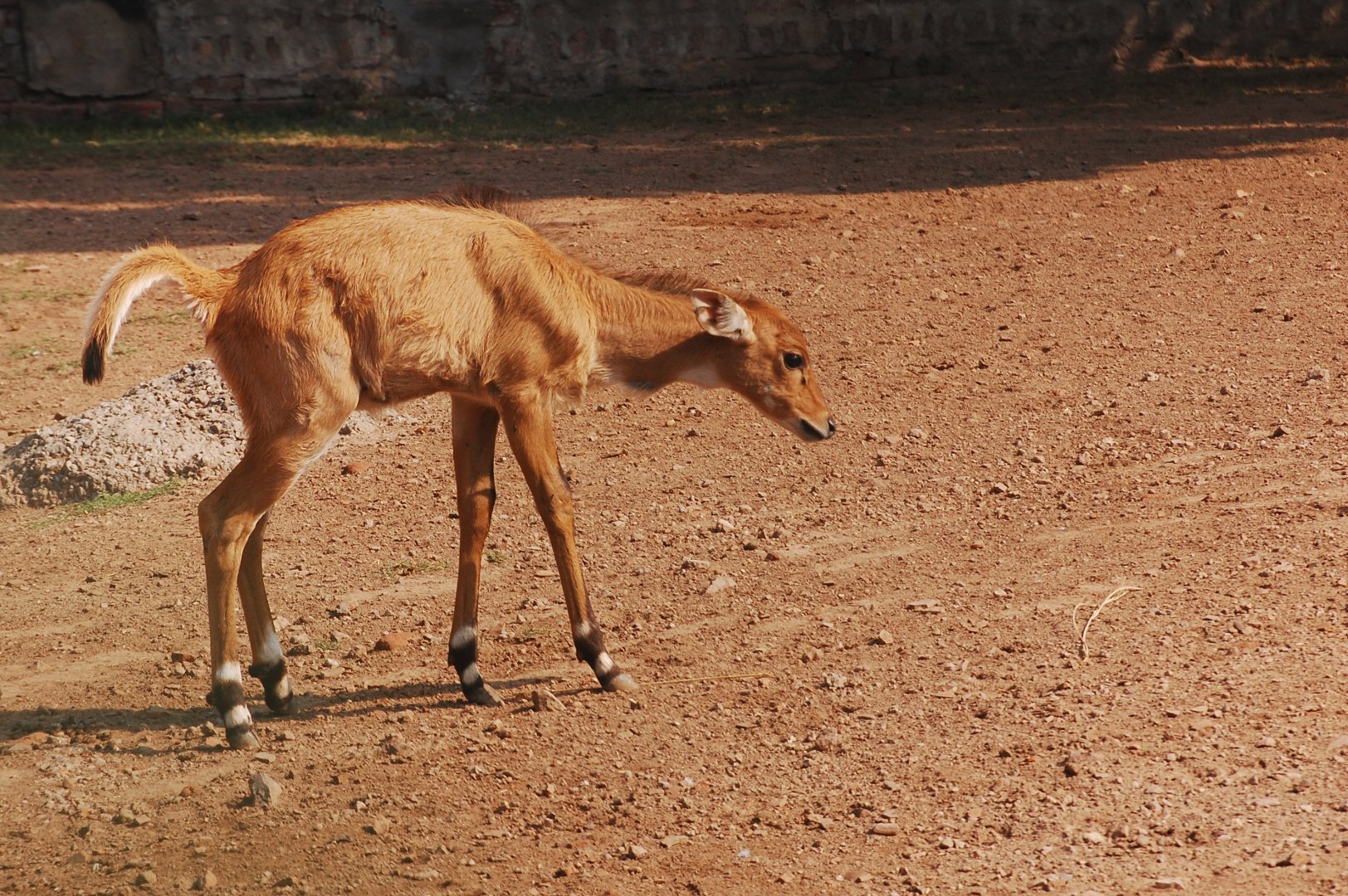 Nilgai calf - Lahore zoo 17/11/2019